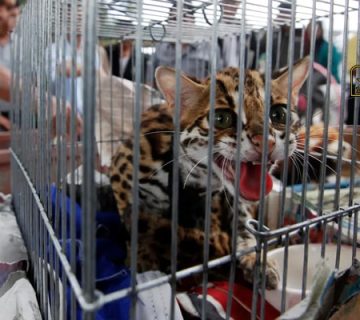 جرم قاچاق حیوان