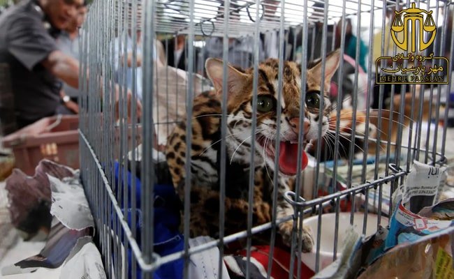 جرم قاچاق حیوان