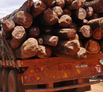 جرم قاچاق چوب